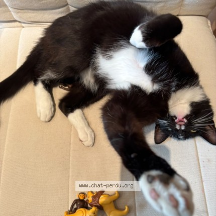 Foto 3/3 Kat teruggevonden Vermist in Forest