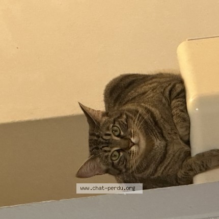 Photo of a cat found in Bouguenais