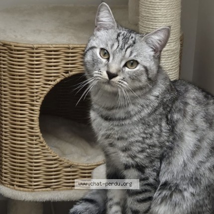 Photo of a cat found in Montereau Fault Yonne