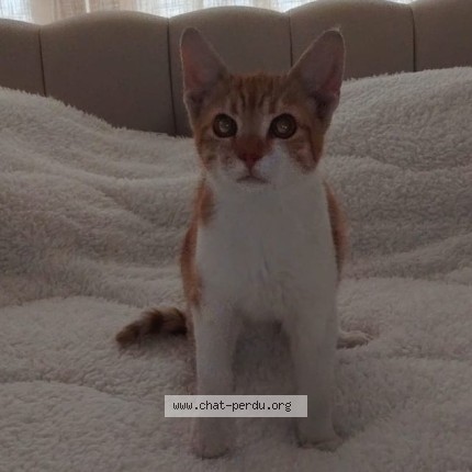 Photo of a cat found in Noisiel