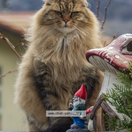Photo of a cat found in Collonges