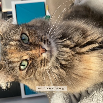 Photo of a cat found in Plumergat