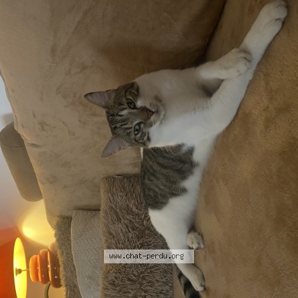Foto 1/1 Minouch Katze verloren in Ettelbruck