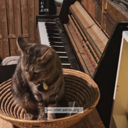 Photo of a cat found in Montpellier