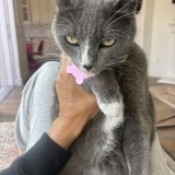 coco