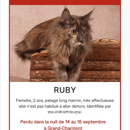Photo of a cat found in Grand Charmont