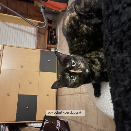 Photo of a cat found in Cormelles Le Royal