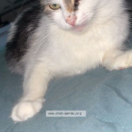 Foto einer verlorenen Katze in Goesdorf