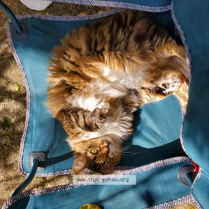 Photo of a cat found in Lyon