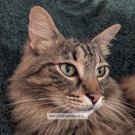Photo of a cat found in Grisolles