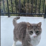 chat