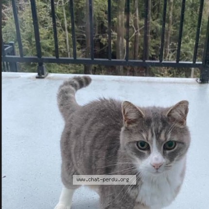 Photo 1/1 chat Cat lost in Quebec