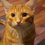 c&eacute;sar