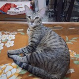 kittu