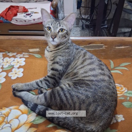 Photo 1/1 kittu Cat lost in Ajeetgarh Sikar