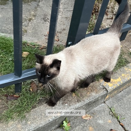 Foto 1/1 Kat gevonden Gevonden in Bruxelles