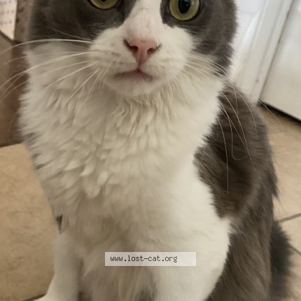 Photo 1/1 leo Cat lost in Wylie