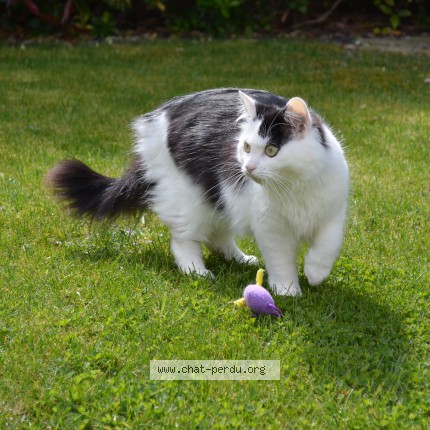 Foto einer wiedergefundenen Katze in Reims