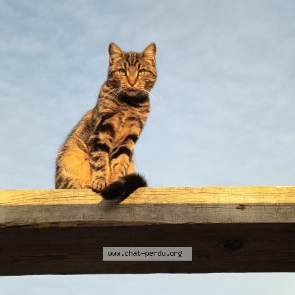Photo of a cat found in Nice