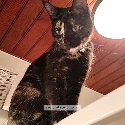 Photo of a cat found in Servon Sur Vilaine