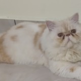 simbha