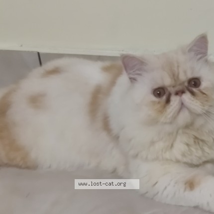 Photo 1/1 simbha Cat lost in Ernakulam