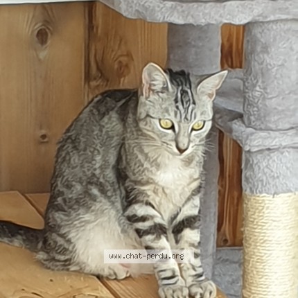 Photo of a cat found in La Villedieu Du Clain 86340