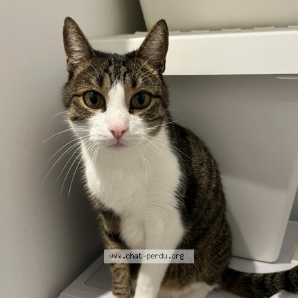 Photo of a cat found in Saint Pierre Des Corps