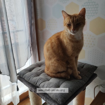 Foto einer wiedergefundenen Katze in Le Breuil Sur Couze