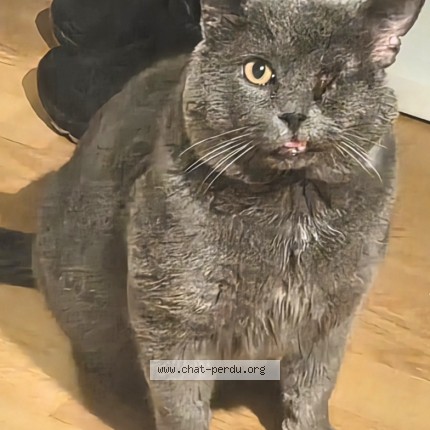 Photo of a cat found in Montmorency