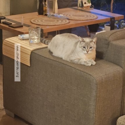 Foto einer wiedergefundenen Katze in Crissey