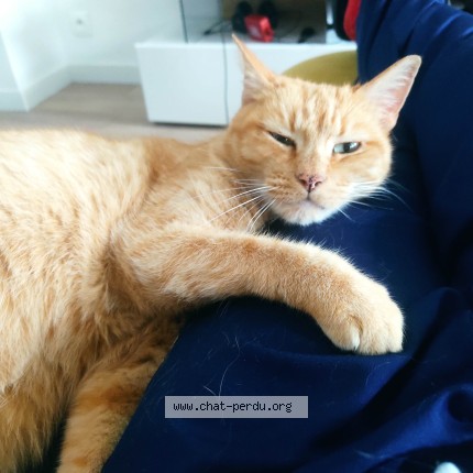 Photo of a cat found in Saint Macaire En Mauges