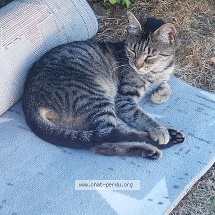 Photo of a cat found in Ernee