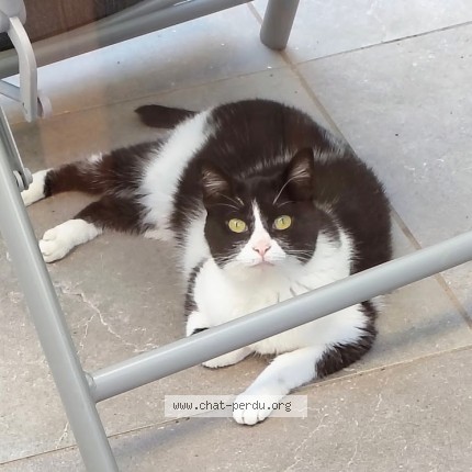 Foto 1/1 Pinky Kat vermist in Jette