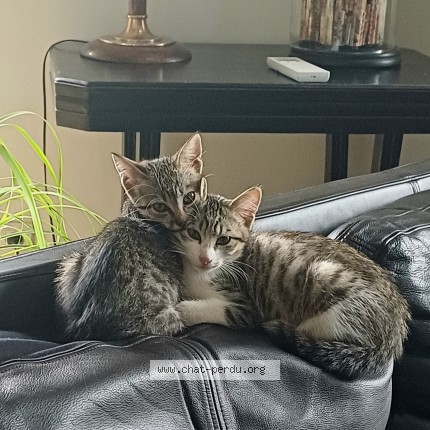 Photo of a cat found in La Biolle