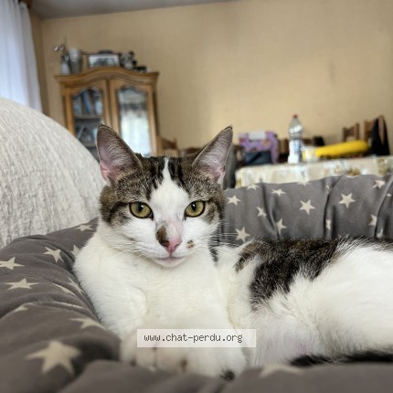 Photo of a cat found in Arcis Sur Aube