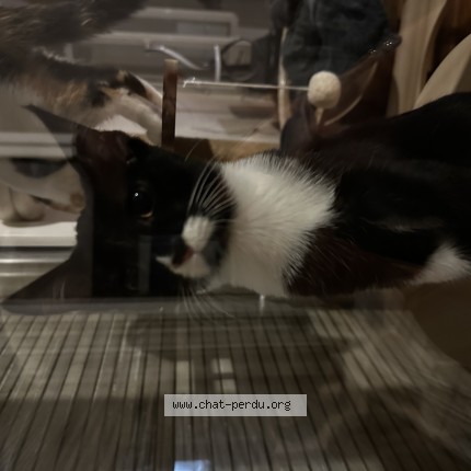 Photo of a cat found in Amiens