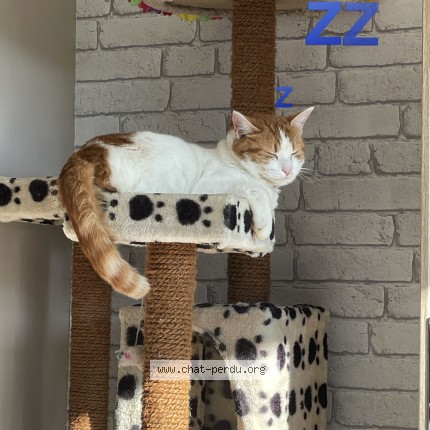 Photo of a cat found in Romegoux