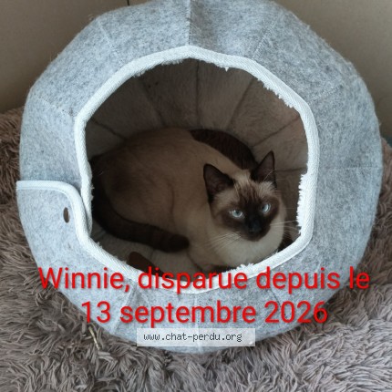 Photo of a cat found in Chauchigny