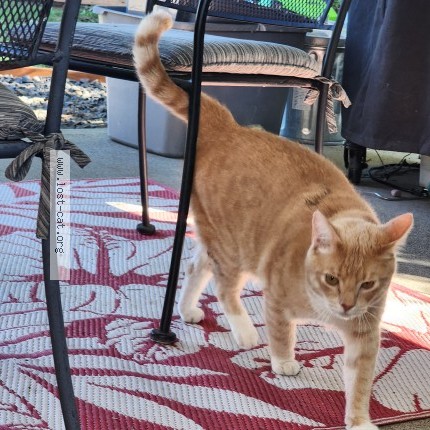 Photo 2/2 Found cat Found in Spokane