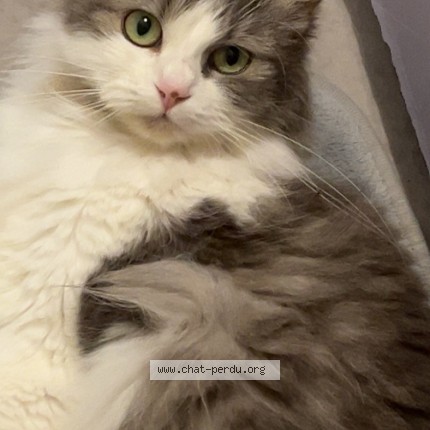 Photo of a cat found in Audincourt