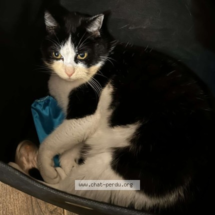 Photo of a cat found in Blainville Sur L Eau