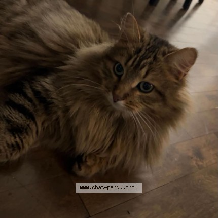 Photo 1/1 Simba Cat lost in Drummondville