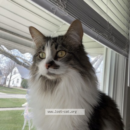 Photo 1/1 zumi Cat lost in Garden City