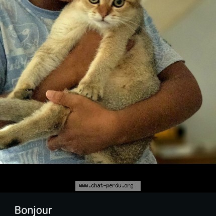 Photo of a cat found in Farges