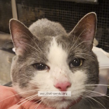 Photo of a cat found in Paris