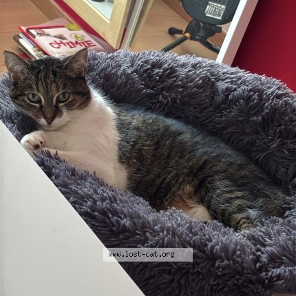 Foto 1/1 cleopartre Kat vermist in Beersel