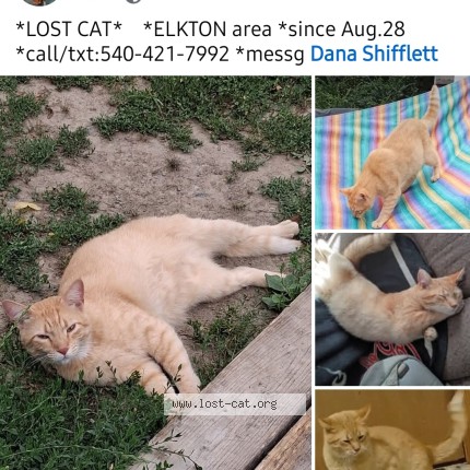 Photo 1/1 Winston Hammer Shifflett Cat lost in Elkton