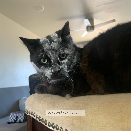 Photo 1/1 toothless Cat lost in Citrus Heights