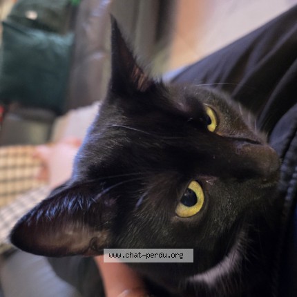 Foto 1/1 Zo&eacute; Kat vermist in Flemalle